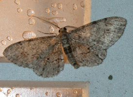 Texas Gray 
